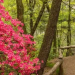 Hallett Nature Sanctuary: Historia y Actualidad